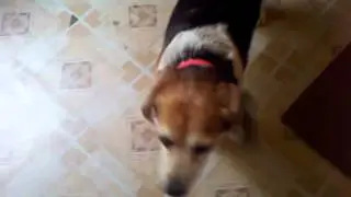 Crazy Dogs
