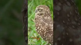 El Mochuelo Búho sabanero