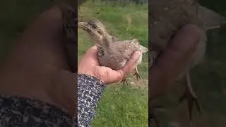Кабк чучаи бародар кеклик