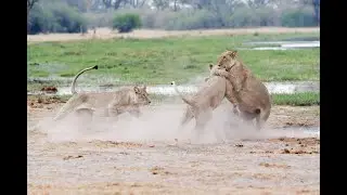lionesses and a male!