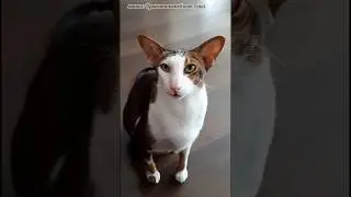 Гешуня 🤍 Лето 22 🤍 In loving memory #shorts #cat #orientalcat