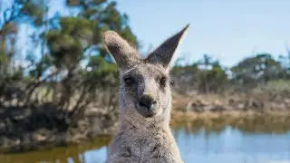 How to Get Australian Citizenship: Step-by-Step Guide