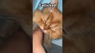 I was just trying to pet my cat and he licked my hands for a couple of minutes.