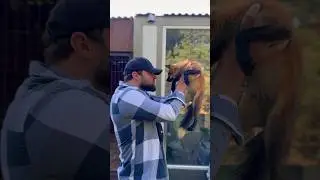 Что скажут на это пополнение в семье Хаски ? 🦊