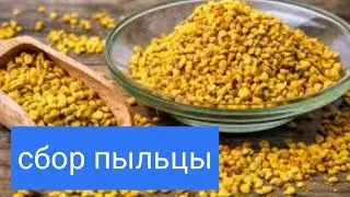 Сбор Пыльцы у Пчёл Пыльцесборником. В.Г. Кашковский