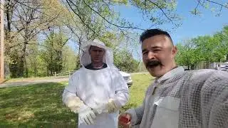 Un-BEE-lievable Adventure in Transferring a Bee Swarm into an Observation Hive