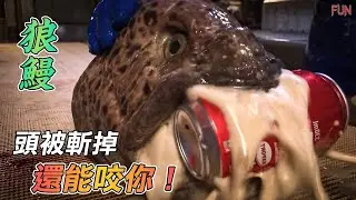 斷頭也能存活的動物！死了比活著更可怕！|  動物界的離奇事件！