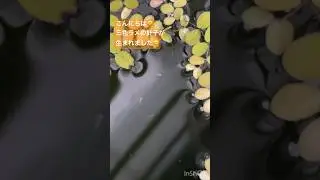 メダカ水槽212 今年生まれのメダカの卵が孵化しました🐣　#shorts #aquarium #メダカ #fish