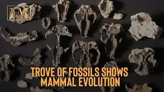 Trove of Fossils Shows Mammal Evolution after Dinosaur Extinction