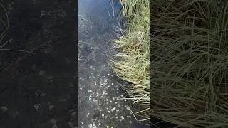 Тропинка жизни #алтай