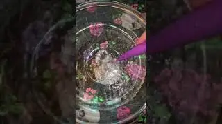 Zumio S video