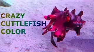 How Cuttlefish and Octopus Change Their Color
