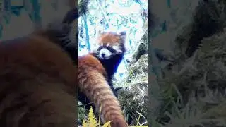 Playful red panda