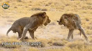 WILD TANZANIA | The Land Where Every Creature Can Become Prey | Wildlife Documentary