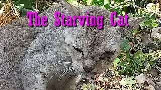Injured cat during pandemic lockdown