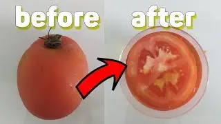 How To Test Pregnancy At Home Tomato 🍅 -  A New Natural Pregnancy Test 👍