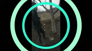 Topinamburul si taranul cu sapa