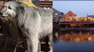 МИЛЫЙ ВОЛКОДАВ В НОЧНОЙ КЛАЙПЕДЕ🥰