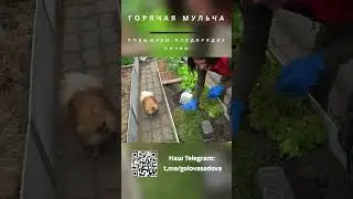Горячая мульча. Повышаем плодородие почвы. #Shorts