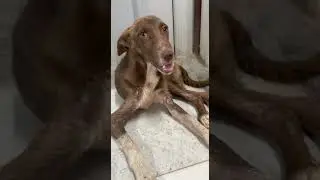 Toby recovered from Jaw surgery