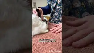 Bunny ear flushing demo by vet tech 🐰