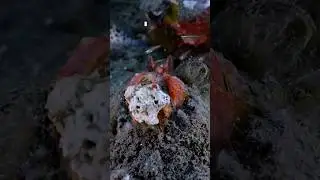 The Mantis Shrimp: The World's Most Powerful Puncher