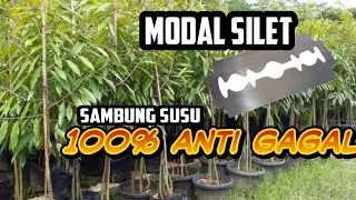 grafting susu for durians