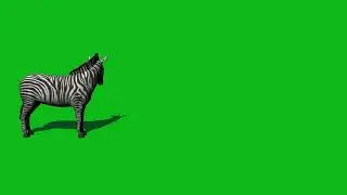 Zebra 🦓 walking green screen cartoon character