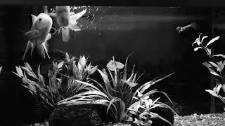 EVENING RELAXING AQUARIUM GOLDFISH
