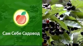 Черемуха поздняя