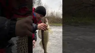 Судак на воблер mottomo bang minnow 65sp #shorts #судак #спиннинг