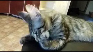 Maine coon kittens, Wildcat Lilium