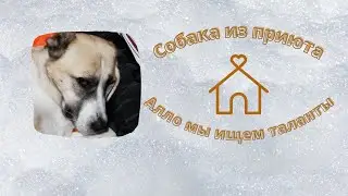 Алло мы ищем таланты