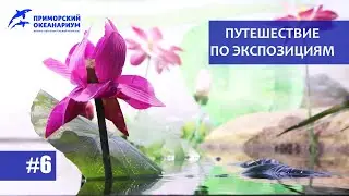 Приморский Океанариум. Путешествие по экспозициям. Выпуск №6. Реки и озёра