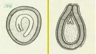 Seed. The structure of the seed
