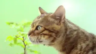 Cat's Best Original
