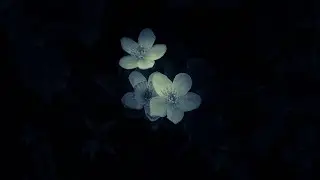Dark Nature Ep.5 / Deep Progressive House Set / May 2024