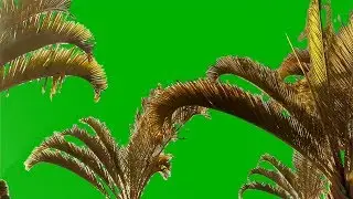PALM TREES ---HD moving in wind--green screen
