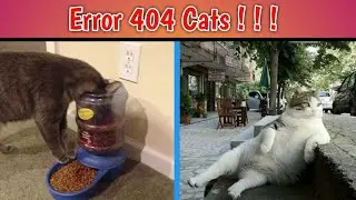 Funny Cats Malfunction 2022 Error 404