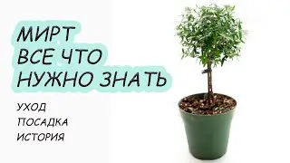 МИРТ обыкновенный - растение популярное с древности. Как варащивать дома, секреты цветения