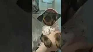 такса #вакцинация #юлияветеринар #like #dog #щенок