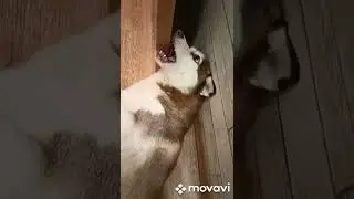 хаскитигр🙈🙉🙊