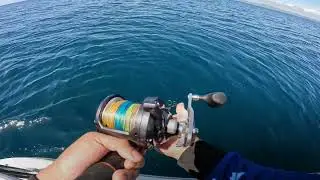 Shimano Torium 20PG intense fight!