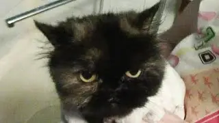 How to wash a CAT or a CAT with your own hands at home