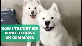 How I Taught My Samoyeds To Howl On Command