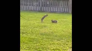 Bunnies jumping