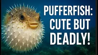 Shocking Facts About Pufferfish