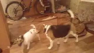 ...после прогулки... за собачьими играми можно наблюдать бесконечно...