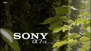 Sony A7S II - S-Log3 Example - Forest