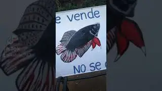 Pinte mi letrerito de bettas
